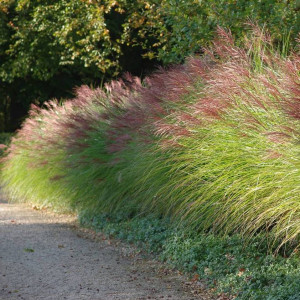 Міскантус китайський Грацілімус / Miscanthus sinensis Gracillimus