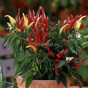 Перець солодкий Поупіла, C1,2