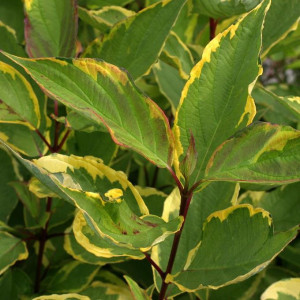 Свидина біла Гоучалті, на штамбі / Cornus alba Gouchaultii
