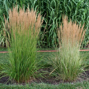 Куничник гостроквітковий Avalanche / Calamagrostis acutiflora Avalanche