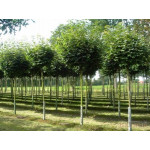Клен гостролистий Глобозум / Acer platanoides Globosum