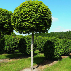 Клен гостролистий Глобозум / Acer platanoides Globosum