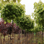 Клен гостролистий Глобозум / Acer platanoides Globosum