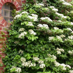Гортензія черешкова / Hydrangea anomala petiolaris
