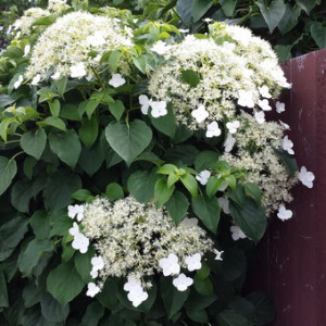 Гортензія черешкова / Hydrangea anomala petiolaris Гортензія черешкова / Hydrangea anomala petiolaris