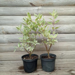 Свидина біла Елегантіссіма / Cornus alba Elegantissima Свидина біла Елегантіссіма / Cornus alba Elegantissima