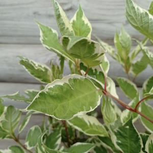 Свидина біла Елегантіссіма / Cornus alba Elegantissima
