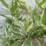 Свидина біла Елегантіссіма / Cornus alba Elegantissima Свидина біла Елегантіссіма / Cornus alba Elegantissima