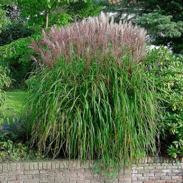 Міскантус Фернер Остін / Miscanthus Ferner Osten Міскантус Фернер Остін / Miscanthus Ferner Osten