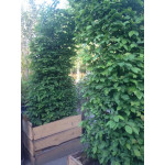 Граб звичайний / Carpinus betulus ARCA Граб звичайний / Carpinus betulus ARCA