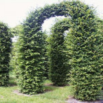 Граб звичайний / Carpinus betulus ARCA Граб звичайний / Carpinus betulus ARCA