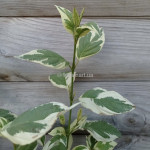 Свидина шовковиста Вайт Голд / Cornus sericea White Gold Свидина шовковиста Вайт Голд / Cornus sericea White Gold