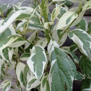 Свидина шовковиста Вайт Голд / Cornus sericea White Gold