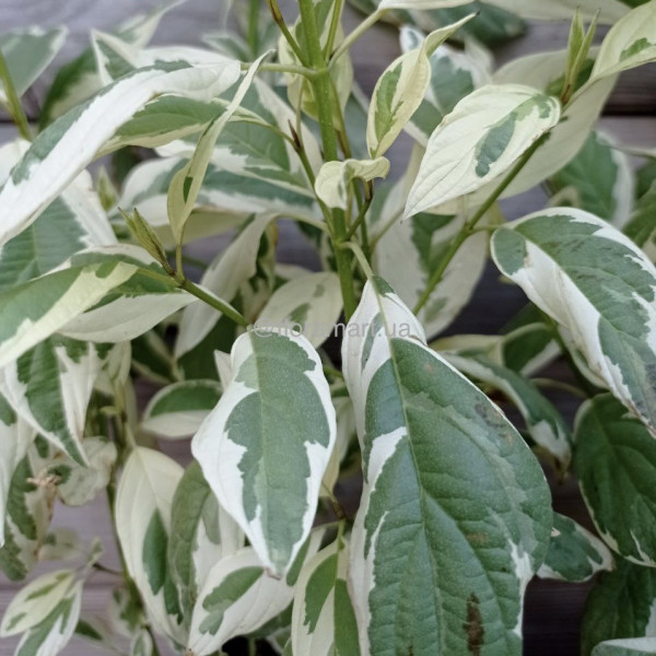 Свидина шовковиста Вайт Голд / Cornus sericea White Gold Свидина шовковиста Вайт Голд / Cornus sericea White Gold