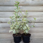 Свидина шовковиста Вайт Голд / Cornus sericea White Gold Свидина шовковиста Вайт Голд / Cornus sericea White Gold