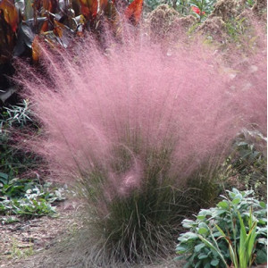 Мюленбергія волосовидна Роузі / Muhlenbergia capillaris Rosy, С2