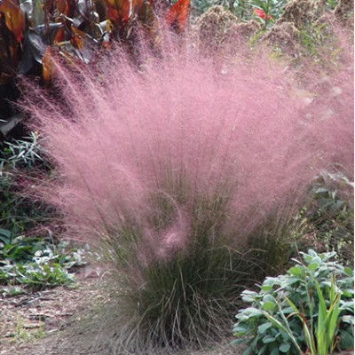Мюленбергія волосовидна Роузі / Muhlenbergia capillaris Rosy, С2