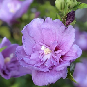 Гібіскус сирійський Лавендер Шиффон / Lavender Chiffon