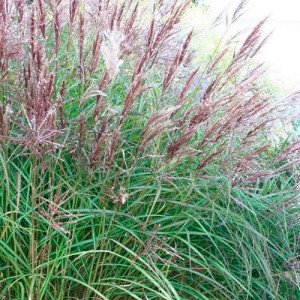 Міскантус китайський Чіна / Miscanthus sinensis China