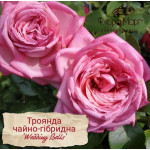 Троянда чайно-гібридна Веддінг Белз / Wedding Bells, С3 Троянда чайно-гібридна Веддінг Белз / Wedding Bells, С3