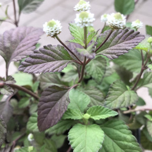 Ліпія солодка / Lippia dulcis, С2