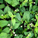 Ліпія солодка / Lippia dulcis, С2 Ліпія солодка / Lippia dulcis, С2