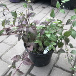 Ліпія солодка / Lippia dulcis, С2 Ліпія солодка / Lippia dulcis, С2