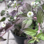 Ліпія солодка / Lippia dulcis, С2 Ліпія солодка / Lippia dulcis, С2