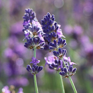 Лаванда вузьколиста Хідкот Блю / Hidcote Blue