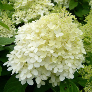Гортензія волотиста Грандіфлора / Grandiflora