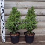 Ялина канадська Коніка / Picea glauca Conica 