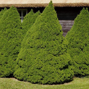 Ялина канадська Коніка / Picea glauca Conica 