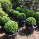 Самшит вічнозелений або звичайний / Buxus sempervirens, куля Самшит вічнозелений або звичайний / Buxus sempervirens, куля