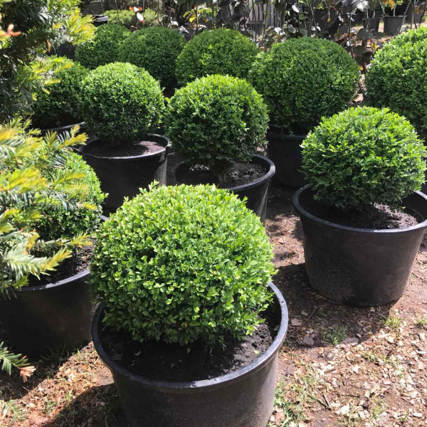 Самшит вічнозелений або звичайний / Buxus sempervirens, куля Самшит вічнозелений або звичайний / Buxus sempervirens, куля