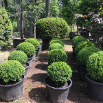 Самшит вічнозелений або звичайний / Buxus sempervirens, куля Самшит вічнозелений або звичайний / Buxus sempervirens, куля
