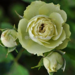 Троянда флорібунда Лавлі Грін / Lovely Green, С3 Троянда флорібунда Лавлі Грін / Lovely Green, С3