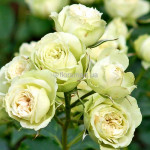 Троянда флорібунда Лавлі Грін / Lovely Green, С3 Троянда флорібунда Лавлі Грін / Lovely Green, С3