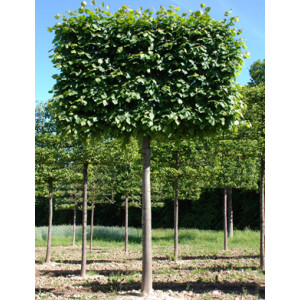 Липа крупнолистна / Tilia platyphyllos Форма - шпалера