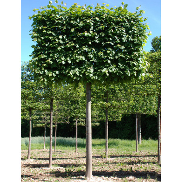 Липа крупнолистна / Tilia platyphyllos Форма - шпалера Липа крупнолистна / Tilia platyphyllos Форма - шпалера