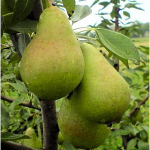 Груша Ноябрьська, C12 Груша Ноябрьська, C12