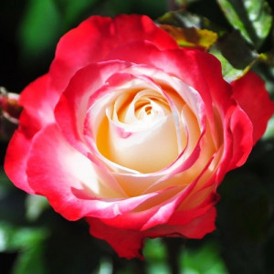 Троянда Ностальжи / Rose Nostaljie, С3