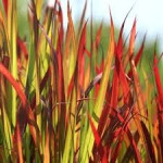 Імперата циліндрична Ред Барон / Imperata cylindrica Red Baron