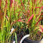 Імперата циліндрична Ред Барон / Imperata cylindrica Red Baron