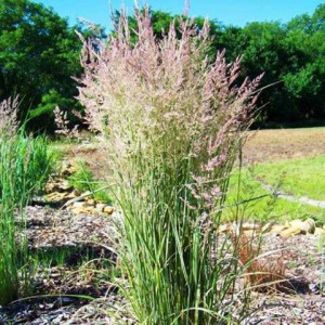 Куничник гостроквітковий Овердам / Calamagrostis  acutiflora Overdam