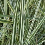 Куничник гостроквітковий Овердам / Calamagrostis  acutiflora Overdam