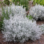 Міні-карі (безсмертник італійський) / Helichrysum italicum Aladin