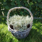 Міні-карі (безсмертник італійський) / Helichrysum italicum Aladin