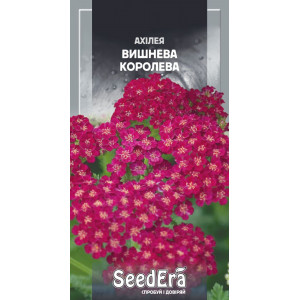 Ахілея Вишнева Королева