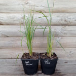 Куничник гостроквітковий Карл Форстер / Calamagrostis acutiflora Karl Foerster