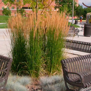 Куничник гостроквітковий Карл Форстер / Calamagrostis acutiflora Karl Foerster